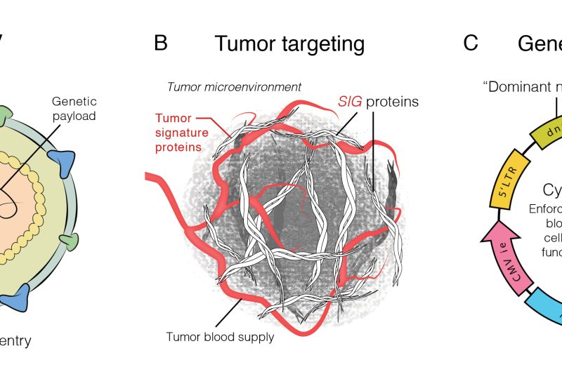 FDA Authorizes Injection of Tumor Targeted Gene Therapy Directly into Cerebrospinal Fluid for Leptomeningeal Disease